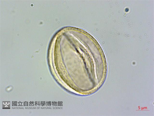 哈哼花藏品圖，第4張