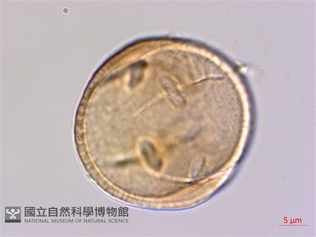 穗花樹蘭藏品圖，第3張