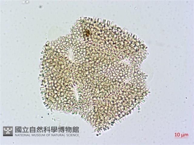 烏面馬、白花藤藏品圖，第3張