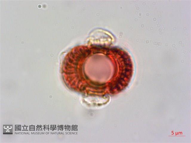 爵床藏品圖，第3張