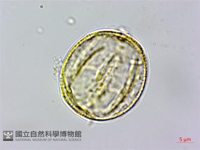 頭花香苦草、白冇骨消藏品圖，第3張