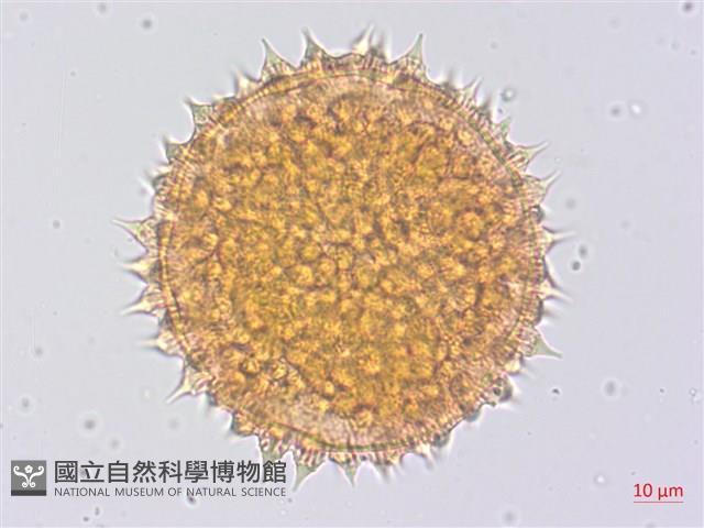 金午時花藏品圖，第3張