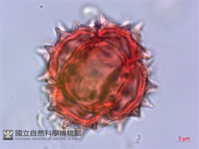 Accession Number:S053828 Collection Image, Figure 4, Total 5 Figures