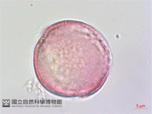 夏菫藏品圖，第3張