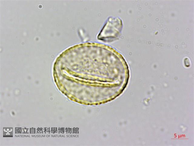 山黃麻藏品圖，第3張