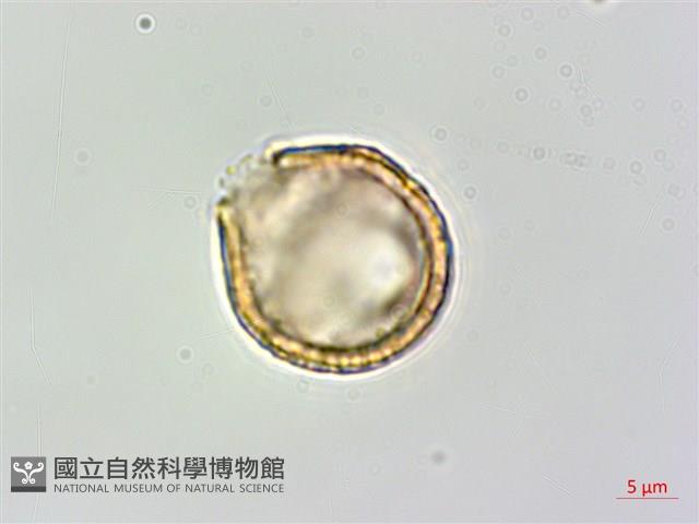 Heliotrope Ehretia Collection Image, Figure 3, Total 5 Figures