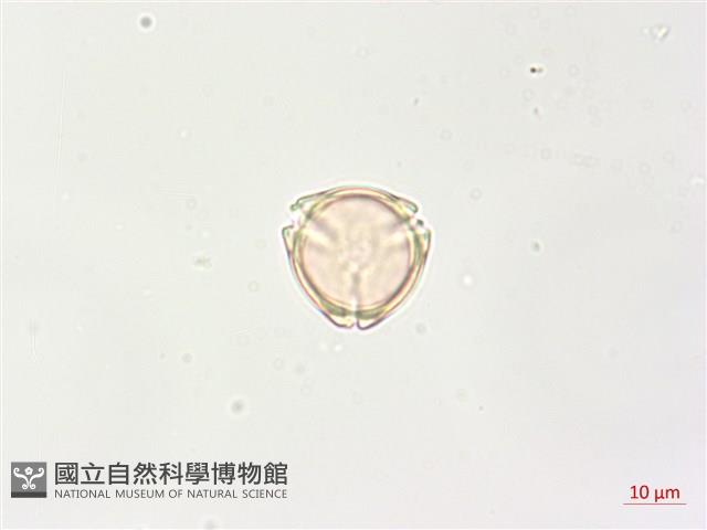 羊不食、毛茄藏品圖，第4張