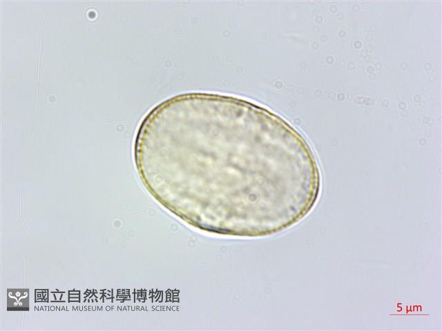 葛縷子藏品圖，第3張