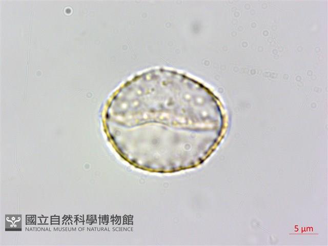 登錄號:S148308藏品圖，第3張