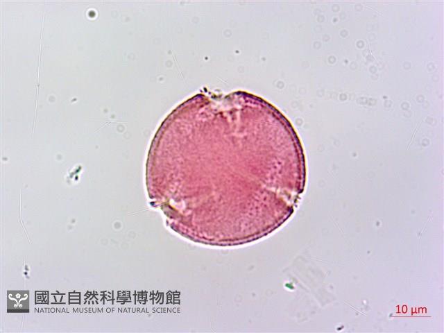 野桐藏品圖，第3張