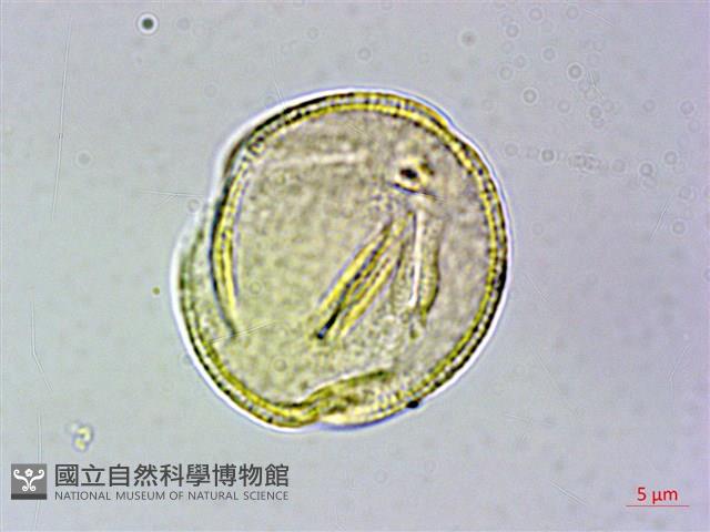 冠蕊木藏品圖，第3張