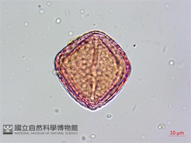 茅瓜藏品圖，第4張