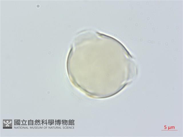 紅淡比藏品圖，第3張