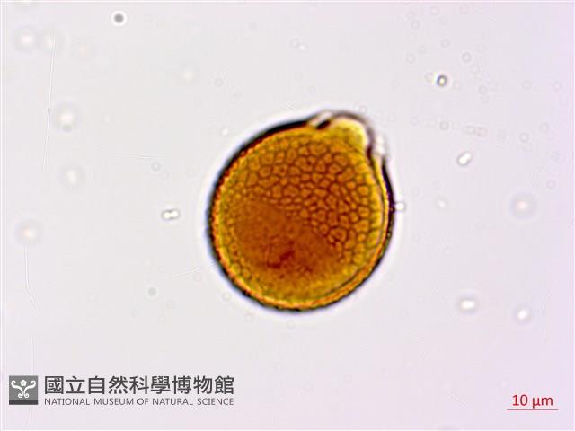 小葉括根藏品圖，第3張