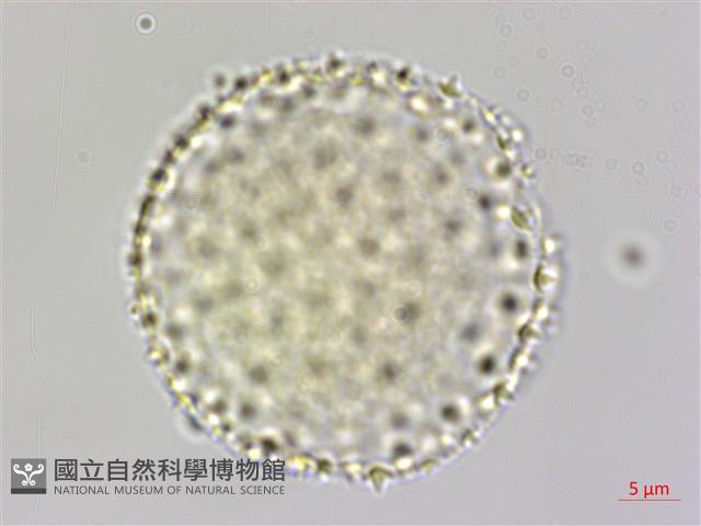 山胡椒藏品圖，第4張