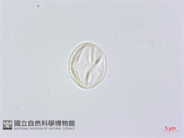 凹葉柃木、濱柃木、翠米茶藏品圖，第3張