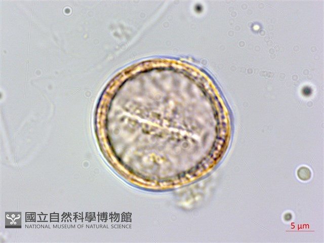 串鼻龍藏品圖，第4張