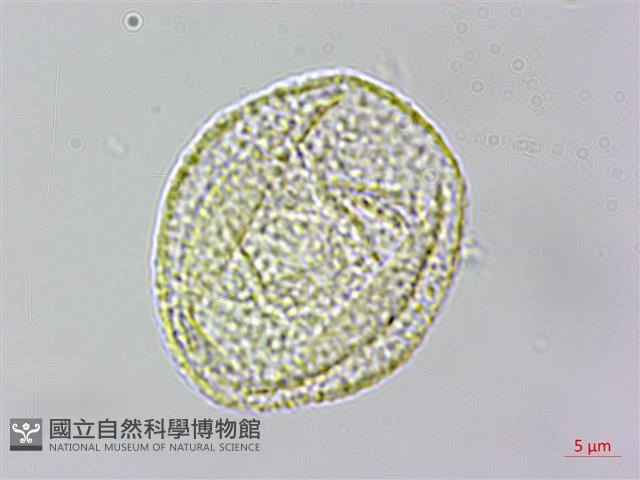 高山鐵線蓮藏品圖，第3張