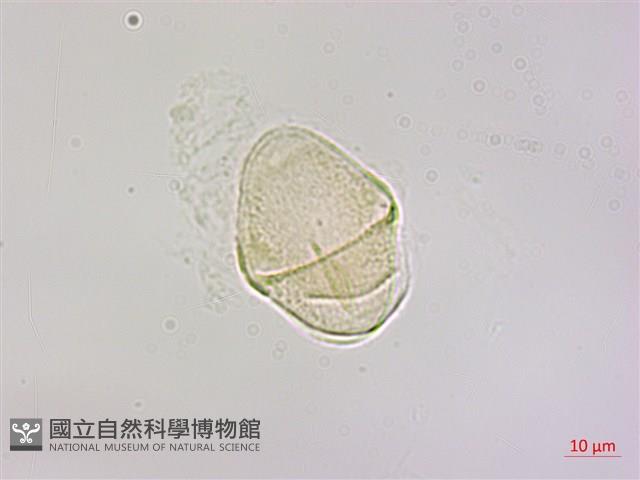大葉桑寄生藏品圖，第3張