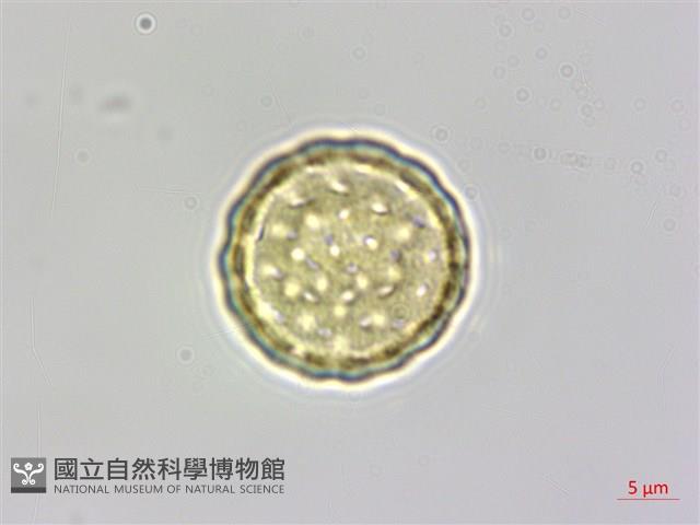 臭杏、土荊芥藏品圖，第4張