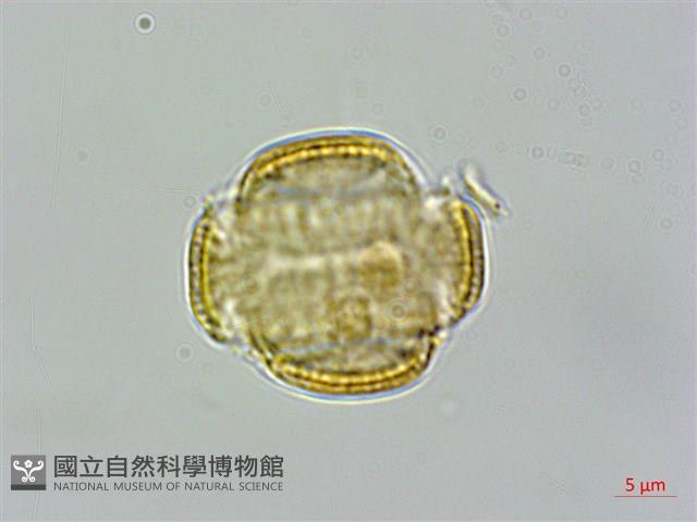 大肚山威靈仙藏品圖，第4張