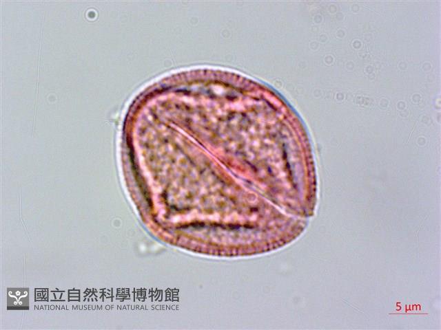 登錄號:S096318藏品圖，第3張