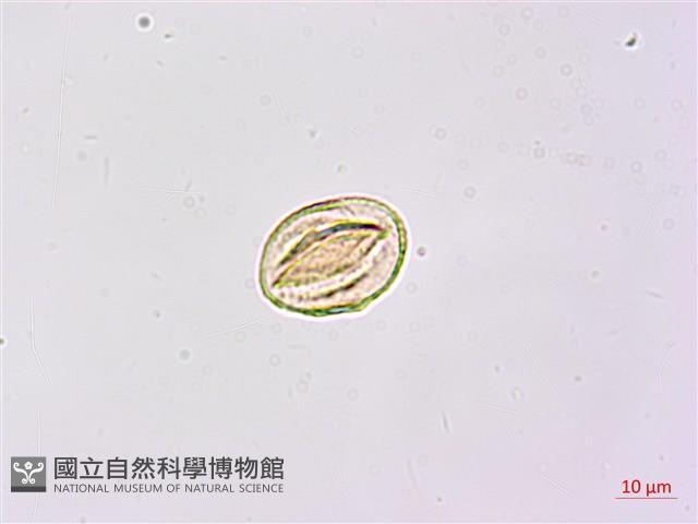 臺灣灰毛豆藏品圖，第4張