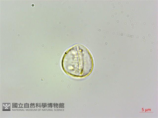 珠芽桑葉麻藏品圖，第3張