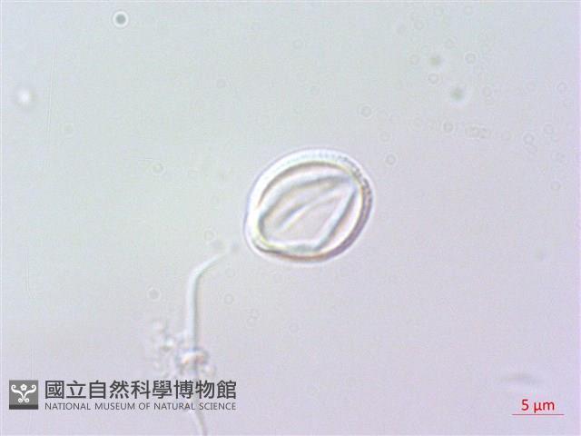 野甘草、甜珠子草藏品圖，第3張