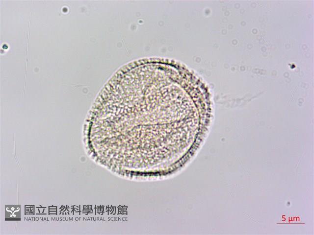 黃花鼠尾草藏品圖，第3張