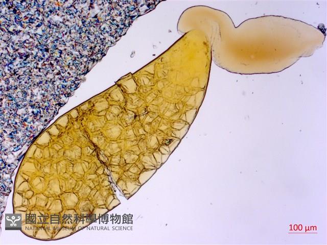 尖尾鳳、馬利筋藏品圖，第4張