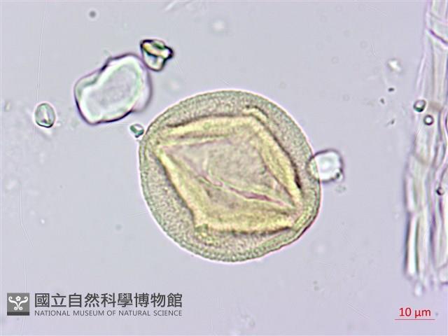 柳葉山茶藏品圖，第4張