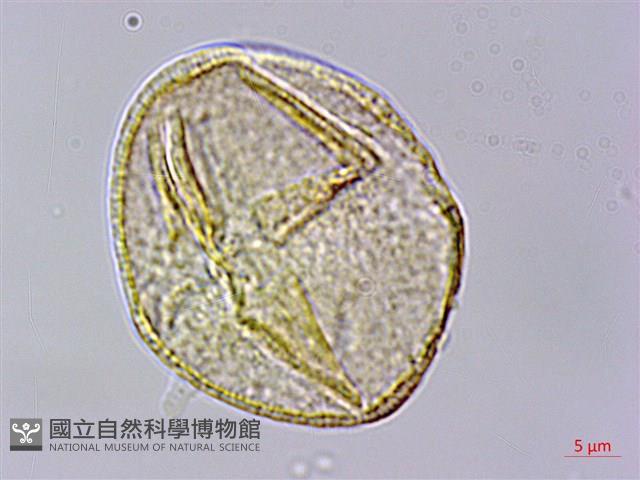 光葉薔薇藏品圖，第3張