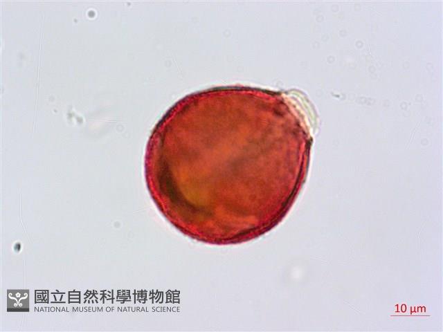 瓊崖海棠、胡桐藏品圖，第3張