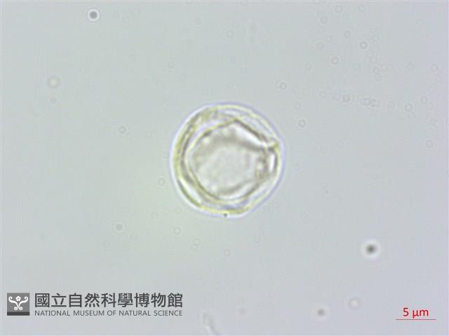 長葉苧麻藏品圖，第3張