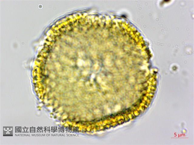 白樹仔藏品圖，第3張