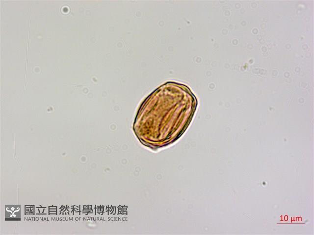 椆樹桑寄生, 大葉榿寄生藏品圖，第3張