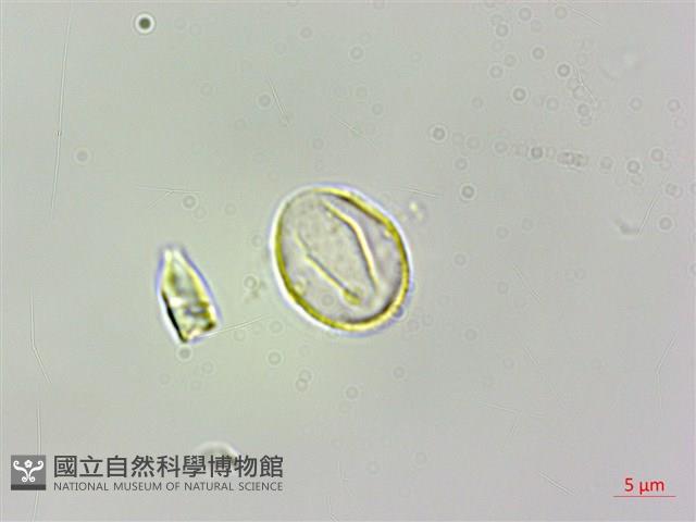 華中艾麻藏品圖，第3張