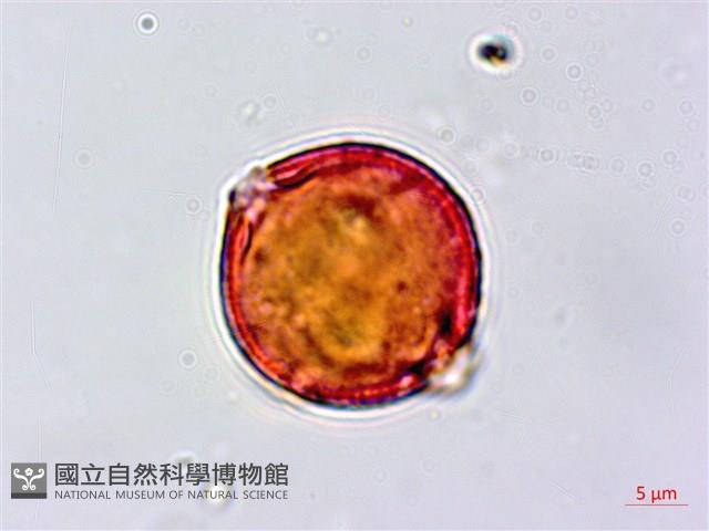 假鐵莧藏品圖，第4張