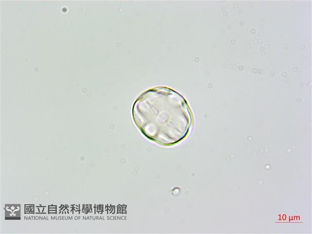 草木樨藏品圖，第3張