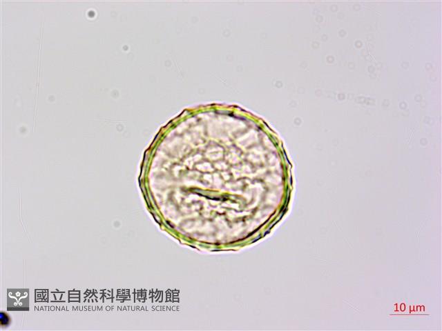 曲毛豇豆藏品圖，第4張