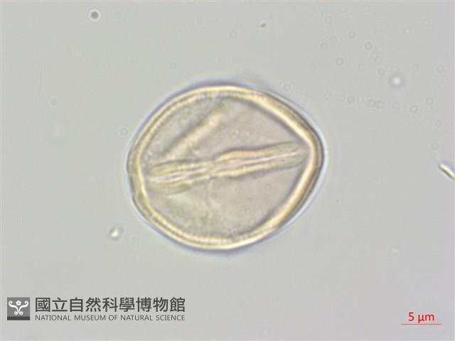 登錄號:S137958藏品圖，第3張