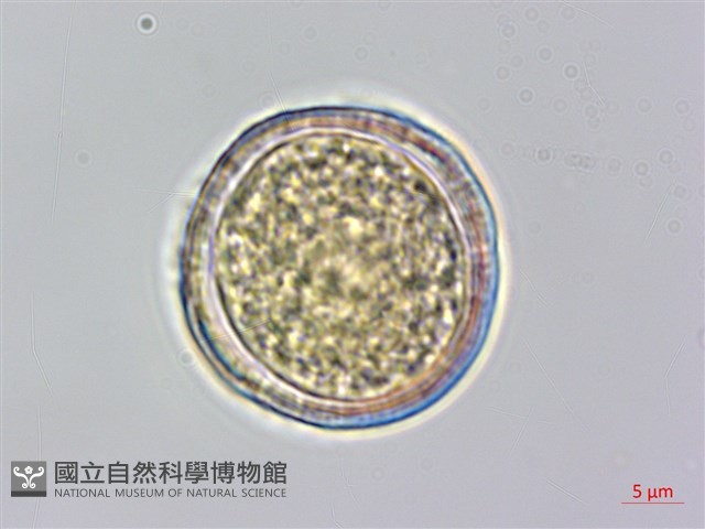小木通藏品圖，第3張