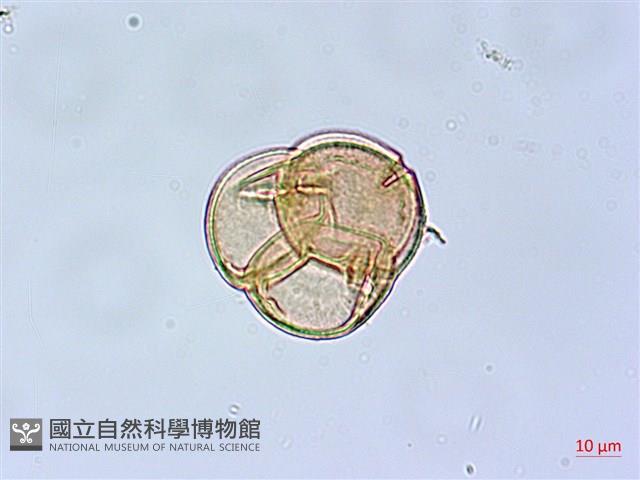 細葉杜鵑、南湖杜鵑、志佳陽杜鵑藏品圖，第4張