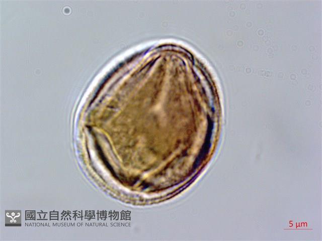 赤楊葉藏品圖，第3張