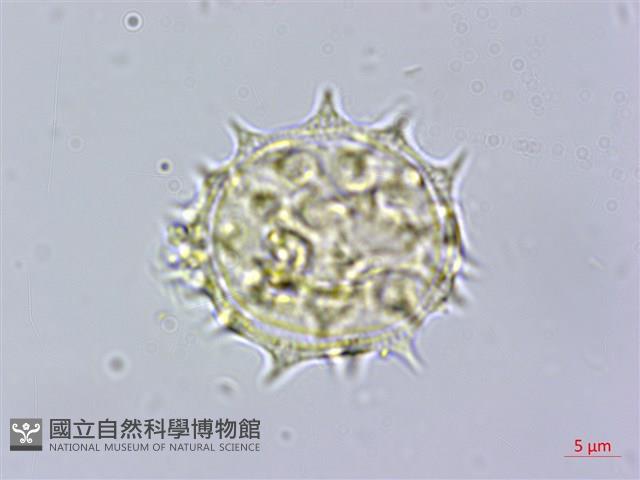 鱧腸藏品圖，第3張