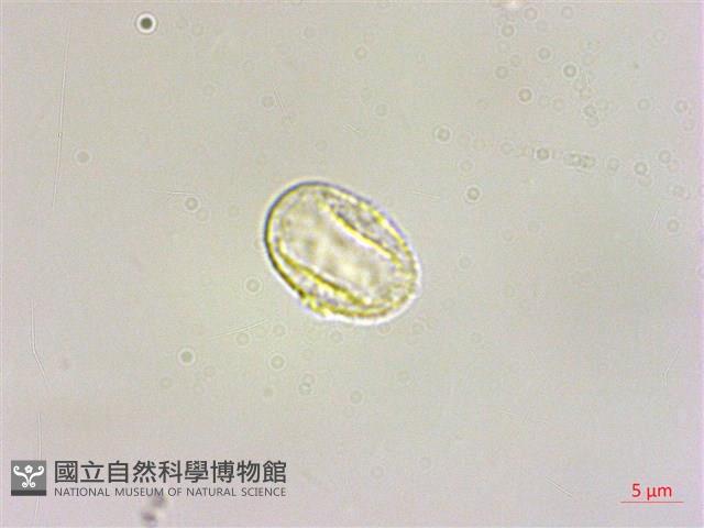 水麻藏品圖，第3張