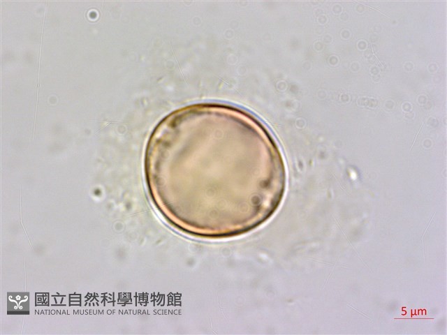 大黃鱔藤藏品圖，第3張