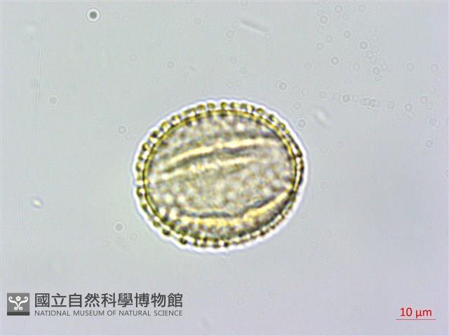 小葉木犀, 厚邊木犀藏品圖，第3張