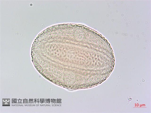 六角英, 槍刀菜藏品圖，第4張